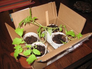 A box with four tomato seedlings for my friend Sue
