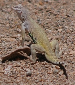 Small lizard squatting on sandy ground, with its front limbs fully extended